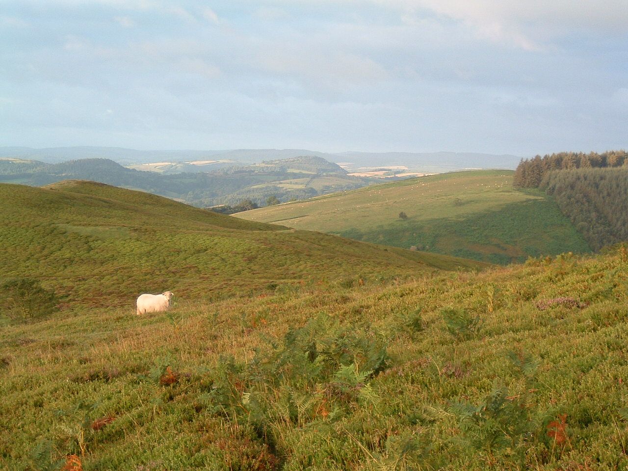 Longmynd 3